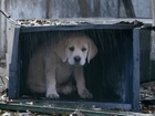 How Super Bowl advertisers use puppies to profit
