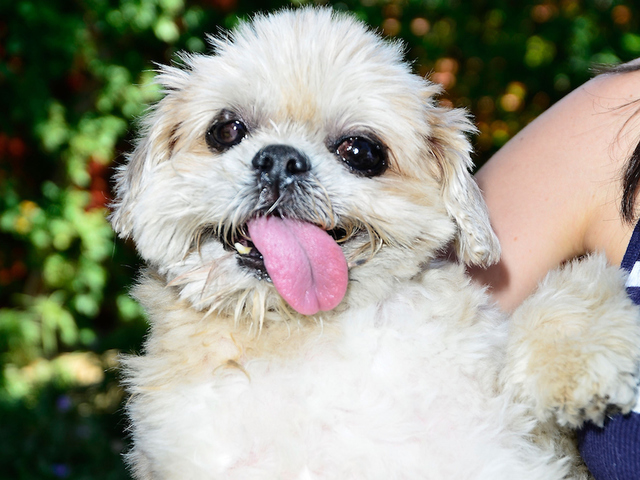 Dog-owners' liability insurance 101 - WKBW-TV