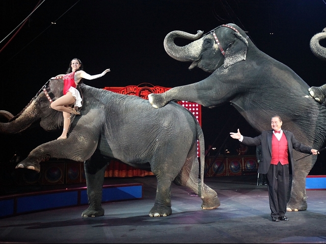 Cuomo signs bill outlawing use of elephants for entertainment