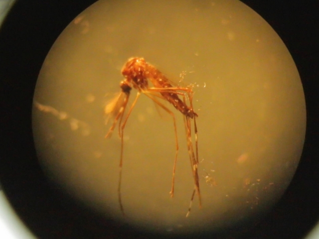 $60M funnelled to battling Zika virus $60M funnelled to battling Zika virus