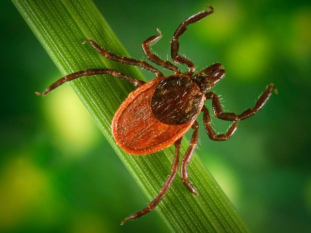 NY resident recently diagnosed with fatal tick-borne virus dies